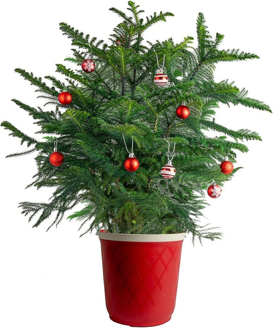 Costa Farms Norfolk Island Pine, Live Christmas Tree Plant in Decorative Christmas Planter, Includes Ornaments, Large Indoor Houseplant, Seasonal Room Decor, 3-4 Feet Tall