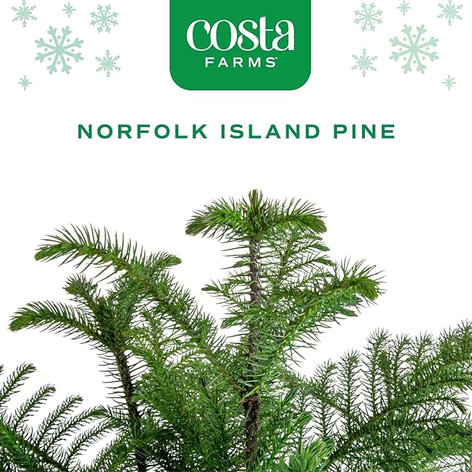 Costa Farms Live Small Norfolk Island Pine Christmas Tree in Modern Décor Planter, Holiday, Christmas Gift, Decoration, Holidays Room Decor, 10-12 Inches Tall