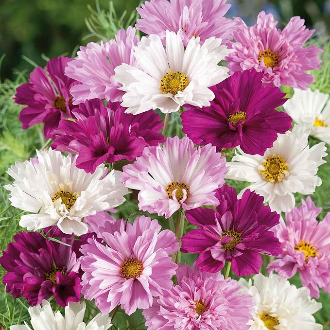 Eden Brothers Cosmos Seeds - Double Click Mixed