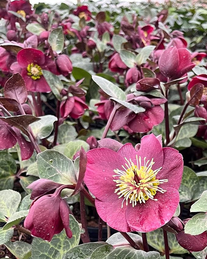 Perennial Farm Helleborus x Frostkiss® Vibey Velvet ™ No. 1