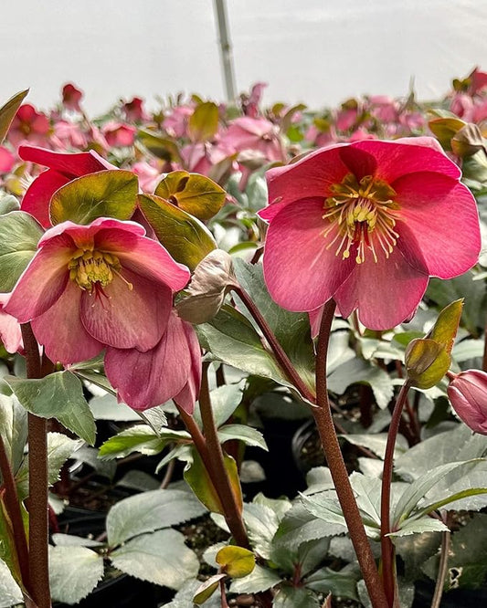 Perennial Farm Helleborus HGC® Ice N' Roses® Rose No. 1