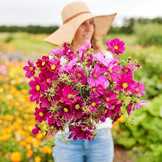 Eden Brothers Cosmos Seeds - Dazzler
