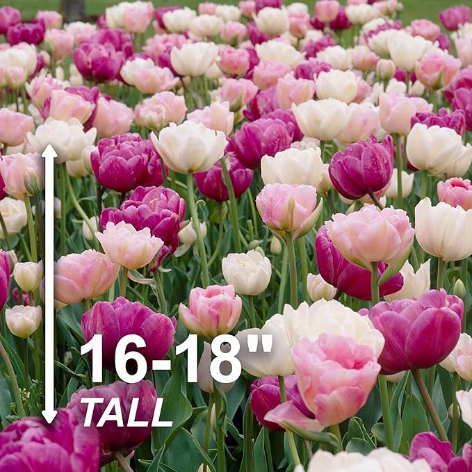 Garden State Bulb Double Late Double Dutch Mix Tulip Flower Bulbs, 12/+ cm, Fall Planting (Bag of 25)