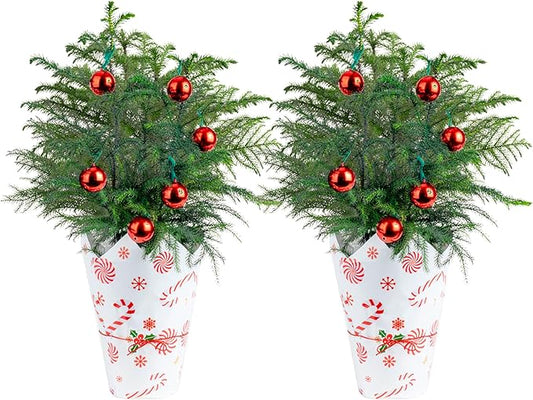 Costa Farms Live Small Norfolk Island Pine Christmas Tree in Modern Décor Planter, Holiday, Christmas Gift, Decoration, Holidays Room Decor, 10-12 Inches Tall