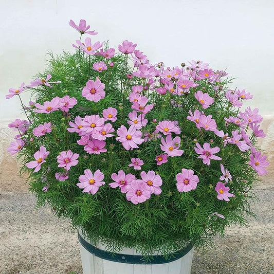 Eden Brothers Cosmos Seeds (Dwarf Early) - Rose Non-GMO Seeds for Planting, 1/4 Pound | Low-Maintenance Flower Seeds, Plant During Spring Season, Zones 10, 2, 3, 4, 5, 6, 7, 8, 9