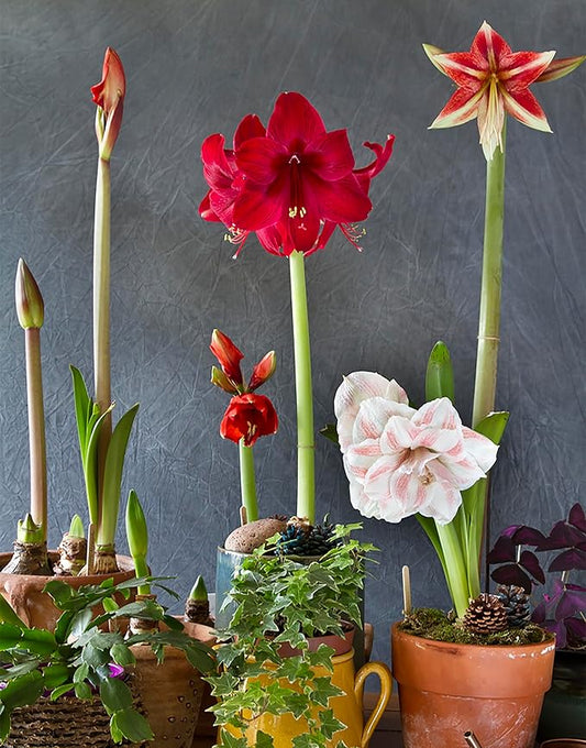 Spartacus Amaryllis Bare Root Bulb | Vibrant Red & White Blooms | Ideal for Indoor & Outdoor Planting | Stunning Floral Display for Seasonal Decor & Garden Enhancement