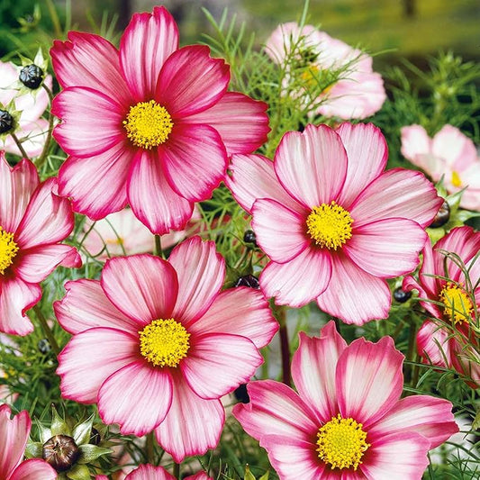 Eden Brothers Cosmos Seeds - Candystripe