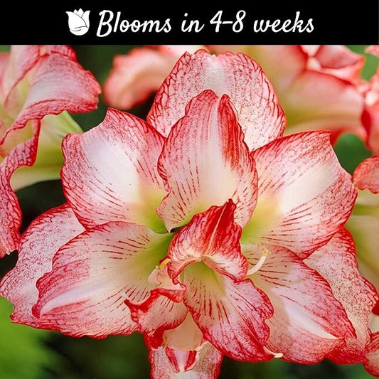 Easy to Grow Amaryllis Double Record 1 Plant Bulb - Large Red & White Double Flowers for Holiday Indoor & Outdoor Zones 9-11