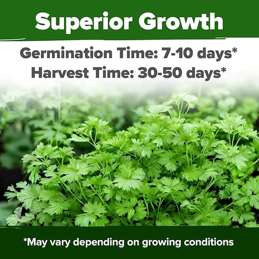 HOME GROWN 1000+ Cilantro Seeds for Planting Indoors or Outdoors - Non-GMO Heirloom Herbs, Coriander Plant Seeds, Herb Seeds Collection for Herb Garden (Coriandrum sativum)