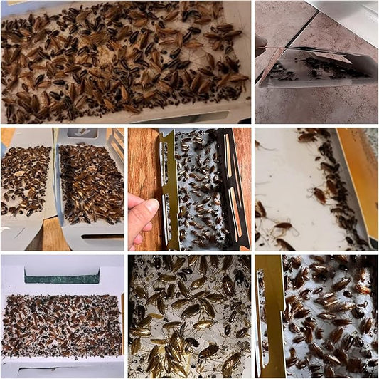 60 Pack Roach Traps,Roach Killer Indoor Infestation,Cockroach Killer Indoor Home,Glue Roach Traps,Roach Motel,Child & Pet Friendly