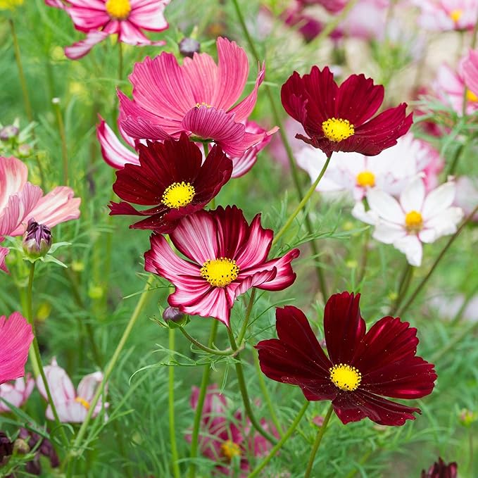 Eden Brothers Cosmos Seeds - Velouette