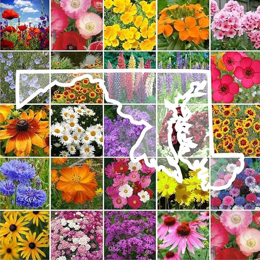 Eden Brothers Maryland Wildflower Mixed Seeds for Planting, 1 oz, 30,000+ Seeds with Shasta Daisy, Cornflower | Attracts Pollinators, Plant in Spring or Fall, Zones