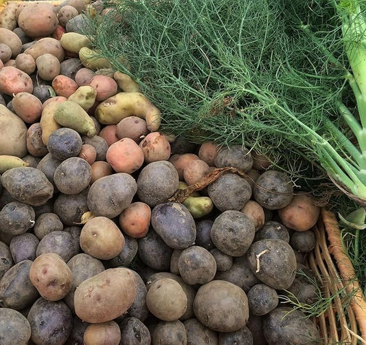 Certified Seed Potato Mix, 5 lbs Whole Potatoes Non GMO, Red Pontiac Golden Yukons Purple Majesty, American Grown