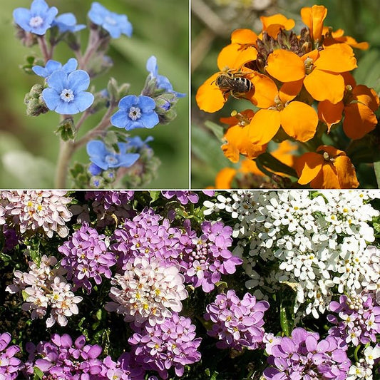 Ferry-Morse Knee-High Mix Bulk Wildflower Seeds, 1lb