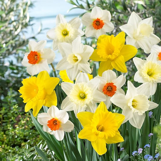 Garden State Bulb Naturalizing Mixed Daffodil Flower Bulbs, 12/14cm, Fall Planting (Bag of 100)