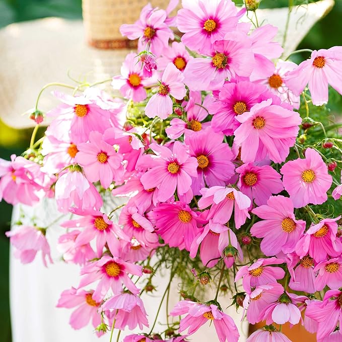 Eden Brothers Cosmos Seeds - Gloria