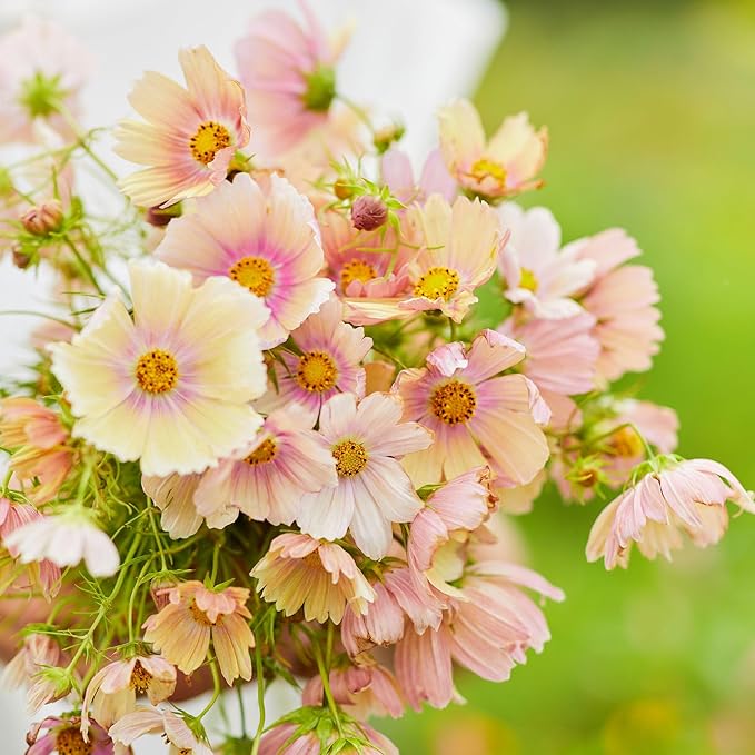 Eden Brothers Cosmos Seeds - Apricot Lemonade