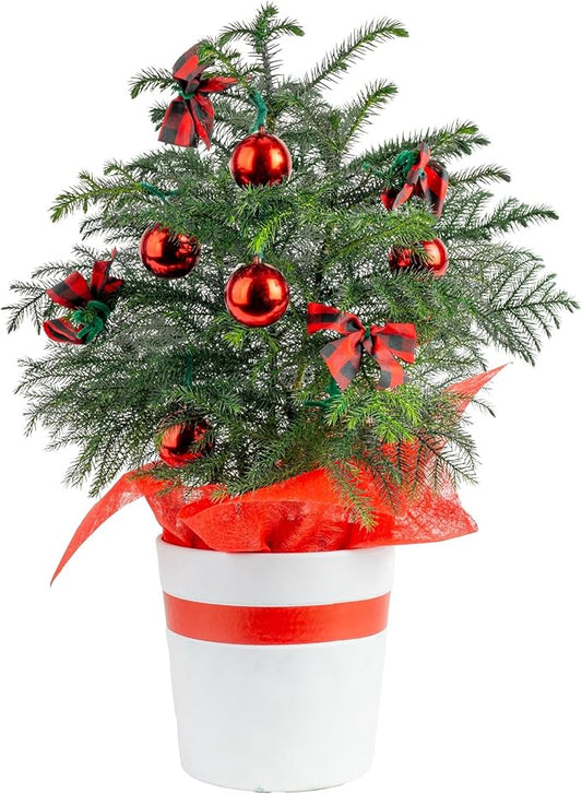 Costa Farms Norfolk Island Pine, Live Christmas Tree Plant in Holiday Decorative Plant Pot, Includes Ornaments, Indoor Houseplant, Holiday Room Décor, Decorations, or Gift, 16-22 Inches Tall