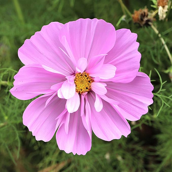 Eden Brothers Cosmos Seeds - Psyche Mix