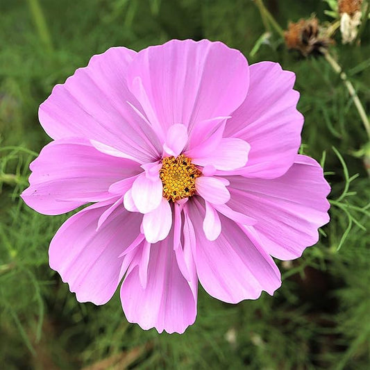 Eden Brothers Cosmos Seeds - Psyche Mix