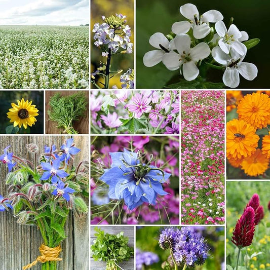 Eden Brothers Bee Happy Organic Wildflower Mixed Seeds for Planting, 1 lb, 480,000+ Seeds with Cosmos, Crimson Clover | Attracts Pollinators, Plant in Spring or Fall, Zones 3, 4, 5, 6, 7, 8, 9, 10