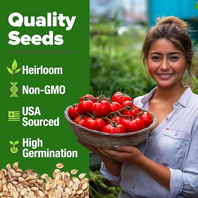 HOME GROWN Beefsteak Tomato Seed 2Pack - 600 Heirloom Tomato Seeds for Planting Outdoors – High-Yield Non-GMO Vegetable Seeds for Growing Large, Meaty Tomatoes for Summer Dishes (Solanum lycopersicum)