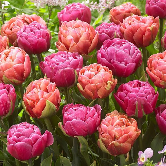 Garden State Bulb Amazing Blend Double Mix Tulip Flower Bulbs, 12/+ cm, Fall Planting (Bag of 25)