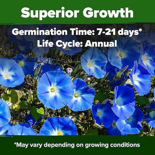 HOME GROWN Morning Glory Seeds,Heavenly Blue (2 Pack) 300 Heirloom Morning Glories Vine Seeds for Planting Ideal for a Flower Garden That Attracts Pollinators and Birds(Ipomoea Tricolor)