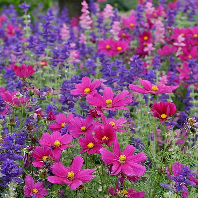 Eden Brothers Cosmos Seeds - Dazzler