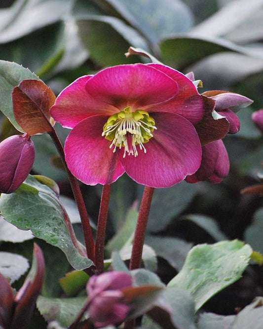 Perennial Farm Helleborus Frostkiss® Anna's Red No. 1
