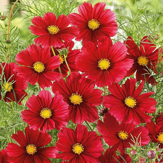 Eden Brothers Cosmos Seeds - Rubenza