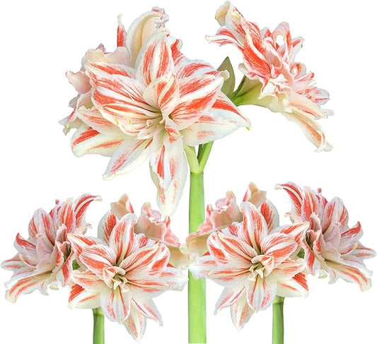 Easy to Grow Amaryllis Dancing Queen 5 Plant Bulbs - Salmon & White Double Flowers Indoor Winter Holiday or Spring Outdoor Blooms
