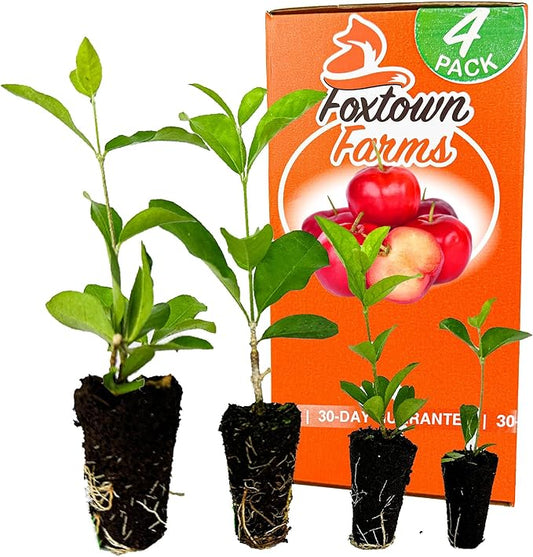 4-Pack of Fruiting Starter Plant Plugs by Foxtown Farms (Barbados Cherry (4-Pack))