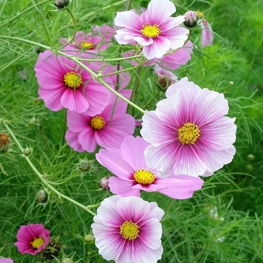 Eden Brothers Cosmos Seeds - Daydream