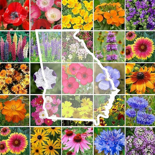 Eden Brothers Georgia Wildflower Mixed Seeds for Planting, 5 lb, 2,400,000+ Seeds with Cornflower, Cosmos, African Daisy | Attracts Pollinators, Plant in Spring or Fall, Zones 3, 4, 5, 6, 7, 8, 9, 10