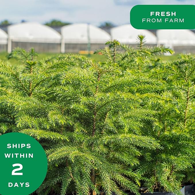 Costa Farms Live Christmas Tree, Large Norfolk Island Pine in Nursery Plant Pot, Potting Soil, Indoor Decor, All Seasons Christmas Gift or Room Decor, 3 Feet Tall