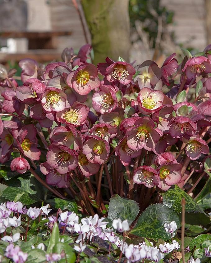 Perennial Farm Helleborus x Frostkiss® Elemental® No. 1