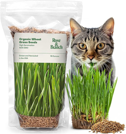 Rose & Branch Organic Wheat Grass Seeds for Indoor Cats - Cat Grass Seeds - 16 Ounces - 100% Organic Non-GMO - Hard Red Wheat - Harvested in USA - Easy to Grow