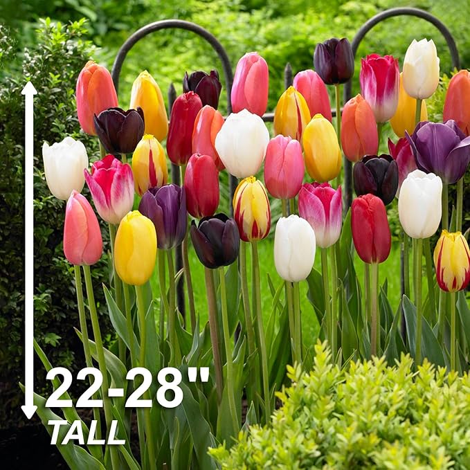 Garden State Bulb Bright Sunshine Mix Single Late Tulip Flower Bulbs, 12/+ cm, Fall Planting (Bag of 25)
