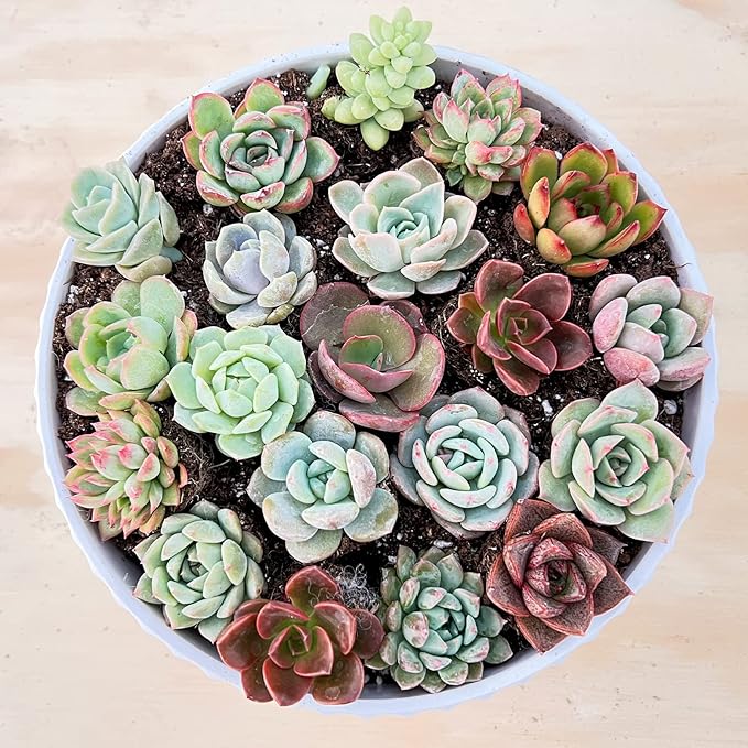 Sprout N Green 5 Assorted Succulents with Root, 5 Different Varieties Live Plants Collection, Without Plant Pot, Great for Gardener Beginner, DIY Projects, Wedding Party Favor, Easy to Care