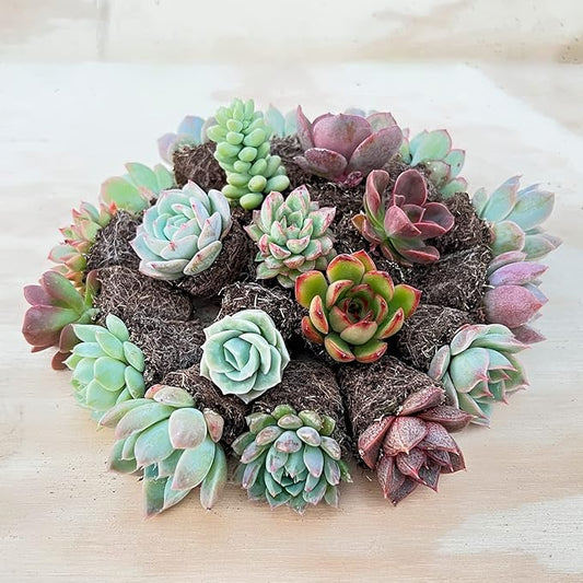 Sprout N Green 3 Assorted Succulents with Root, 3 Different Varieties Live Plants Collection, Without Plant Pot, Great for Gardener Beginner, DIY Projects, Wedding Party Favor, Easy to Care