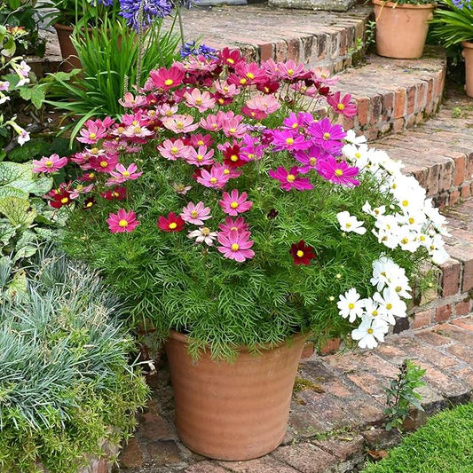Eden Brothers Cosmos Seeds (Dwarf Early) - Sensation Mix Non-GMO Seeds for Planting, 1 Ounce | Low-Maintenance Flower Seeds, Plant During Spring Season, Zones 10, 2, 3, 4, 5, 6, 7, 8, 9