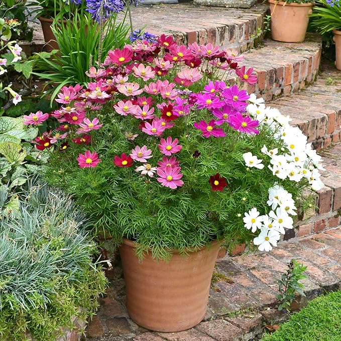 Eden Brothers Cosmos Seeds (Dwarf Early) - Sensation Mix Non-GMO Seeds for Planting, Packet | Low-Maintenance Flower Seeds, Plant During Spring Season, Zones 10, 2, 3, 4, 5, 6, 7, 8, 9