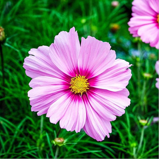 Eden Brothers Cosmos Seeds - Gloria