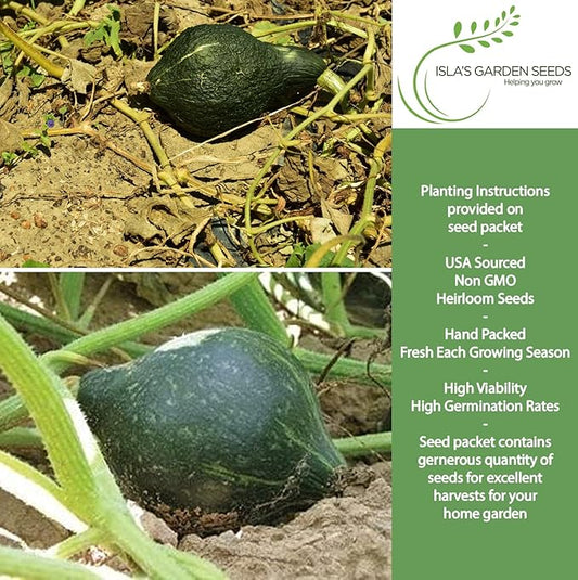 True Green Improved Hubbard Squash Seeds (Cucurbita Maxima) – 25 Heirloom Non-GMO Seeds by Isla’s Garden Seeds, Ideal for Planting, Excellent for Home Gardens, Perfect Gardening Gift