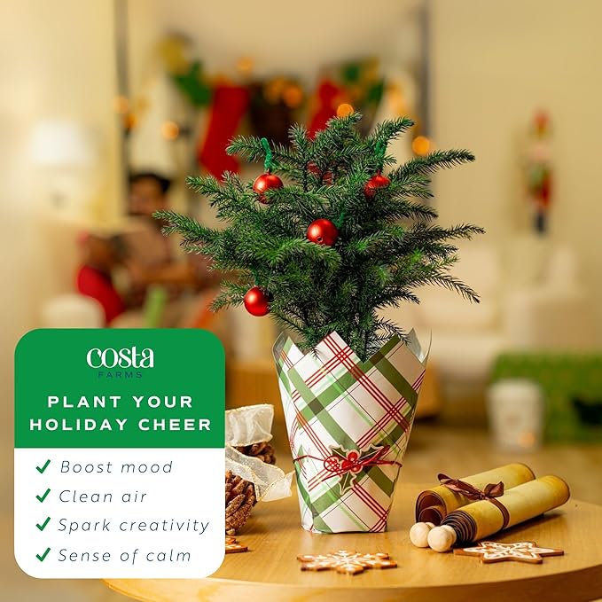 Costa Farms Norfolk Island Pine, Live Christmas Tree Plant in Gift Wrap Plant Pot, Small Indoor Houseplant Includes Ornaments, Home, Room, or Office Decor, Decoration, 10-14 Inches Tall