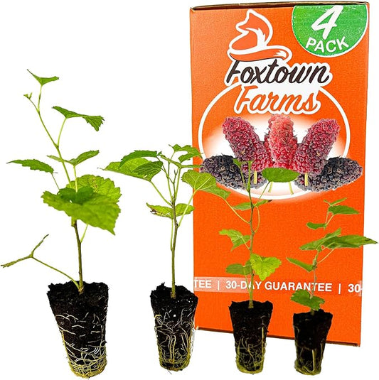 4-Pack of Fruiting Starter Plant Plugs by Foxtown Farms (Dwarf Mulberry (4-Pack))