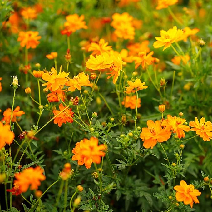 Eden Brothers Sulphur Cosmos Seeds - Crest Orange