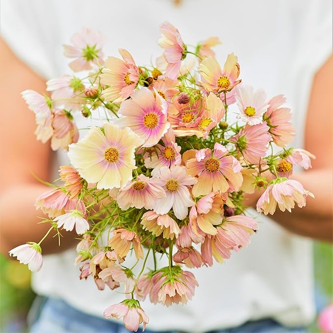 Eden Brothers Cosmos Seeds - Apricot Lemonade