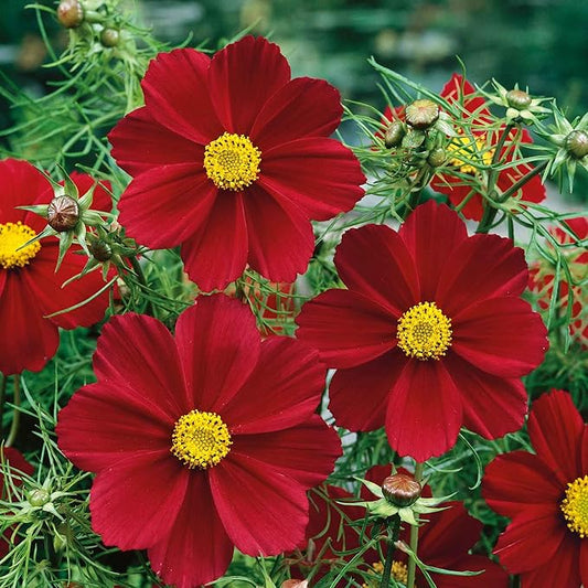 Eden Brothers Cosmos Seeds - Versailles Tetra Red